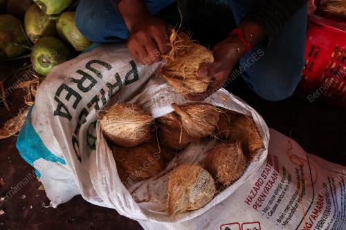 BEKALAN KELAPA