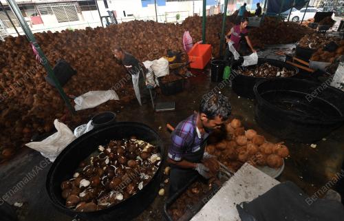 PG04_01062019_KELAPA_BN201906011322