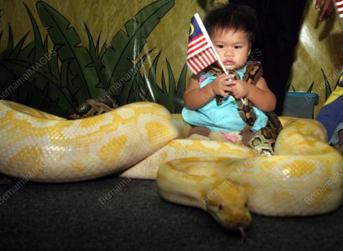 ULAR SAWA ALBINO
