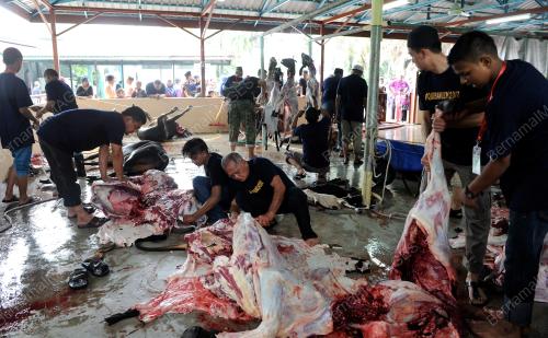 PG04_01092017_LEMBU_KORBAN