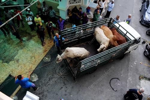 PG04_02092017_KORBAN_LEMBU