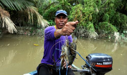 PG04_02122015_UDANG_GALAH