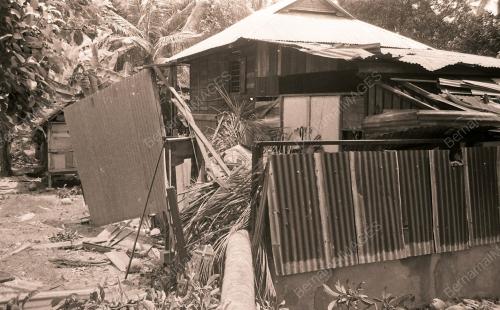 PG04_030490_POKOK_TUMBANG