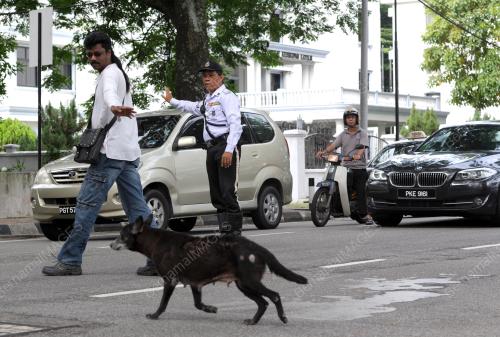 PG04_03072013_ANJING_LINTAS