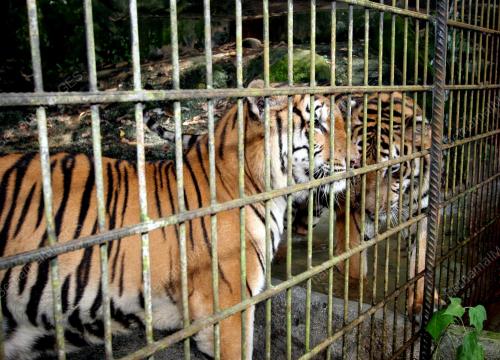 KANDANG HARIMAU