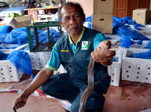 PG04_04052012_ULAR_TEDUNG