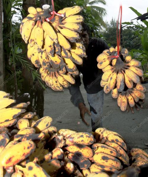 PG04_05012011_BUANG_PISANG