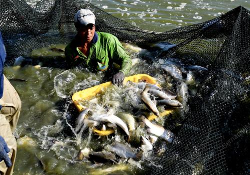 PG04_05022018_IKAN_SIAKAP_BN201802047976