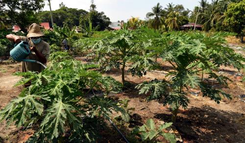 TANAMAN ALTERNATIF MUSIM KEMARAU