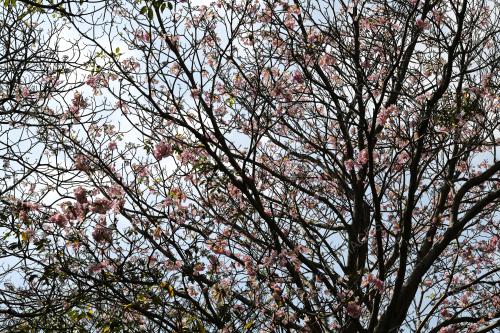 BUNGA SAKURA
