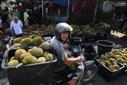 MUSIM DURIAN