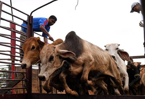 LEMBU_KORBAN
