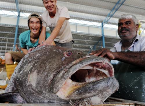 PG04_06012014_IKAN_BESAR