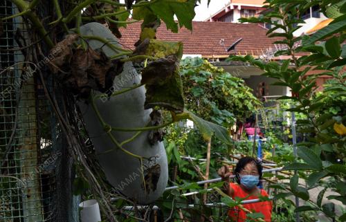PG04_06122021_KEBUN_RUMAH