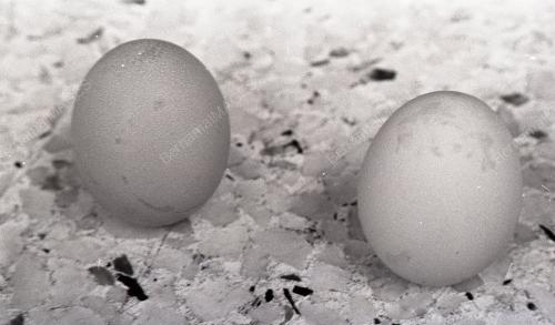 TELUR