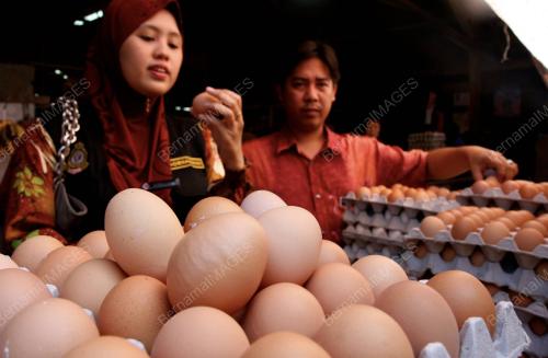 PEMERIKSAAN TELUR