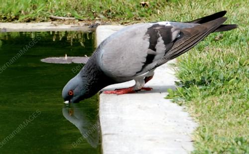 PG04_07042016_BURUNG_DAHAGA