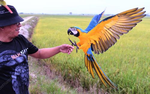BURUNG KAKAK TUA