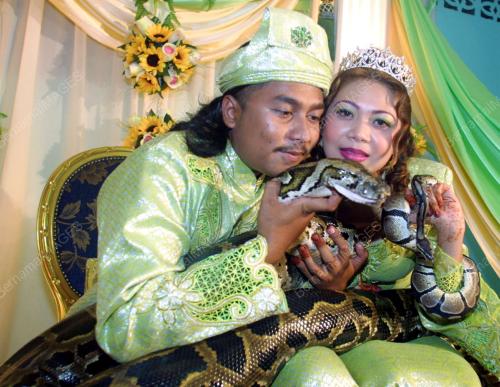 PENGANTIN_ULAR