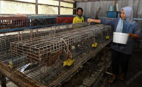 BURUNG PUYUH