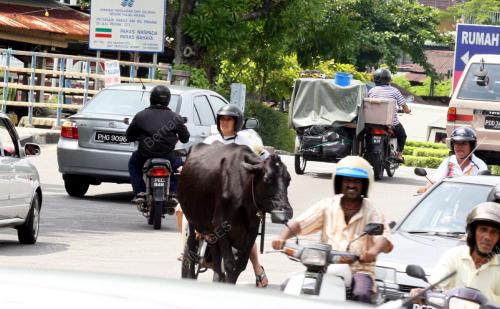 LEMBU