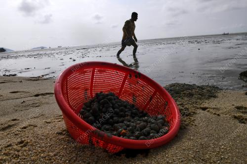 MENCARI KERANG