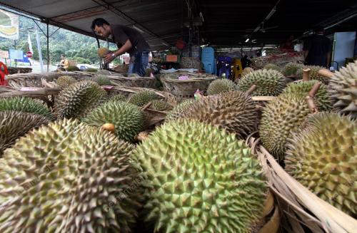 BUAH DURIAN
