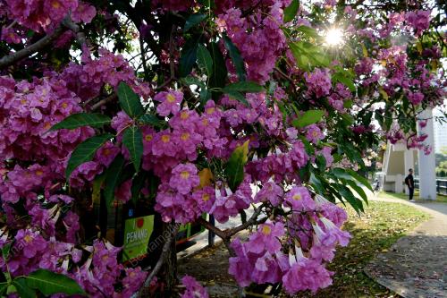 PG04_10032019_SAKURA_BN201902251564