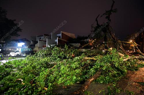 PG04_10082019_POKOK_TUMBANG