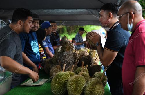 MUSIM DURIAN