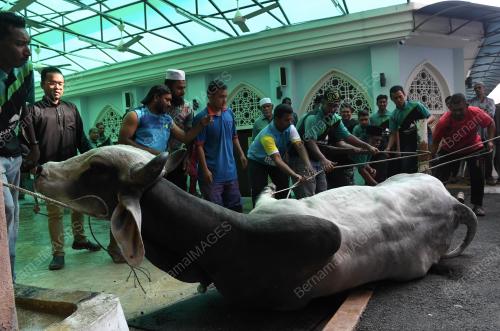 PG04_11082019_KORBAN_AIDILADHA_BN201908107728