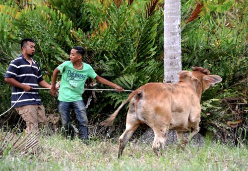 PG04_11092016_LEMBU_IKAT