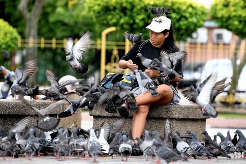 PG04_11102017_BURUNG_MERPATI