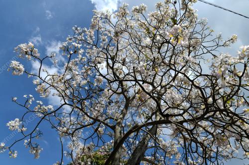MUSIM SAKURA