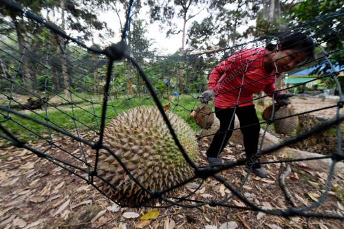 PG04_12062019_DURIAN_BN201906121803