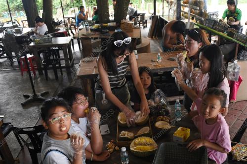 BALIK PULAU SYURGA DURIAN