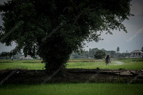 PESAWAH