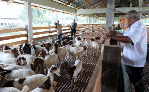PG04_14032012_AZHAR_KAMBING