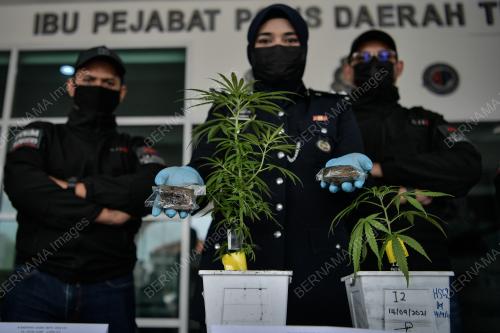 RAMPASAN POKOK GANJA