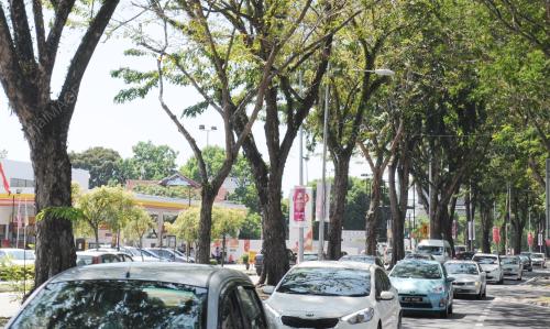 PG04_16022016_POKOK_JALAN
