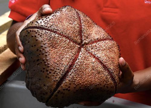 PG04_18012019_CUSHION_STAR