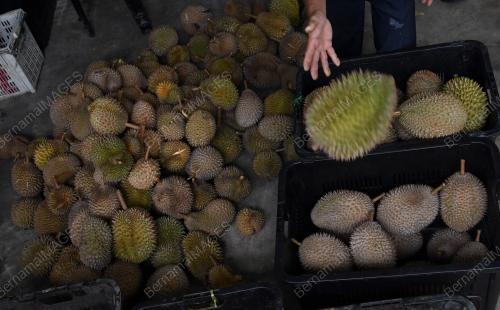 PG04_18072018_ASING_DURIAN