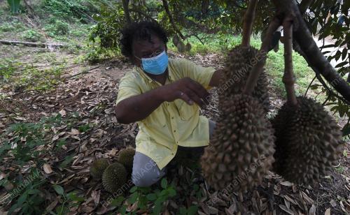 PEDAGANG PERMATA JUAL DURAN