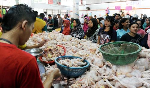 PG04_18082012_BELI_AYAM