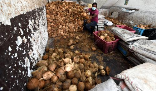 PEMBORONG KELAPA KECEWA
