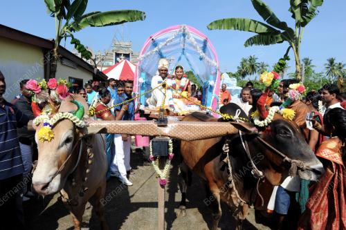 PG04_20022013_PENGANTIN_LEMBU