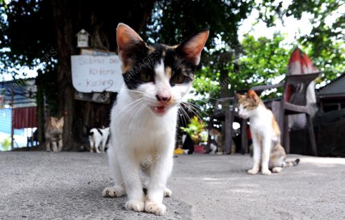 PG04_20062017_PANTAI_KUCING