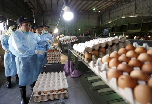 PG04_21122018_TELUR_AYAM
