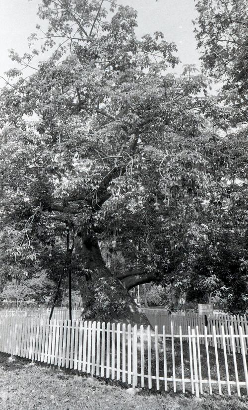 PG04_220390_POKOK