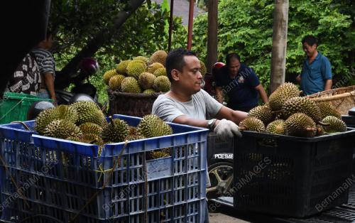 RAJA BUAH